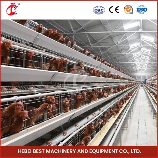 Sağlıklı Kuşlar İçin Havalandırmalı Kafes Ağı H Tipi Broiler Tavuk Kafesleri