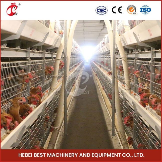12 hücre bir tür broiler tavuk kafesi 3 katlı hızlı nakliye Mia