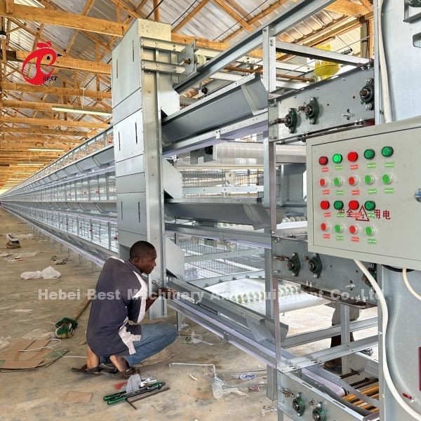 Tavuk Kafes Sistemi H/A Tipi Otomatik İçeceklerle Besleyici Kurulum Tanzanya Uganda Gana Kenya Sandy için