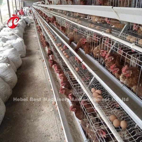 Otomatik Besleme Sistemi Tavuk Tavuk Pil Katmanı Kafes A Tipi Ada