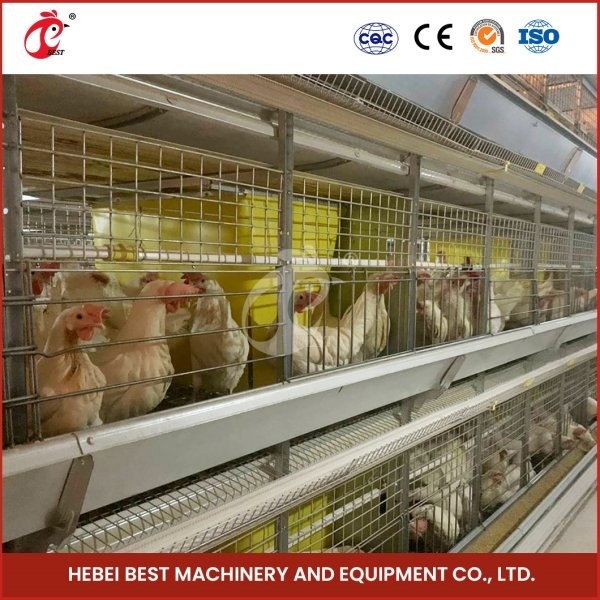 H şekilli H Tipi Broiler Tavuk Kafesleri Sürükleyici Kapı 450cm2 Alan/Kuş Video Kuruluşu Ada dahil