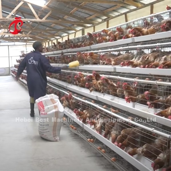 Çin İthal Kaplamalı Tavuk Pil Kafesi ISO9001, Katmanlı Tavuk Kafesi Sistemi 4 Kapılı Sandy