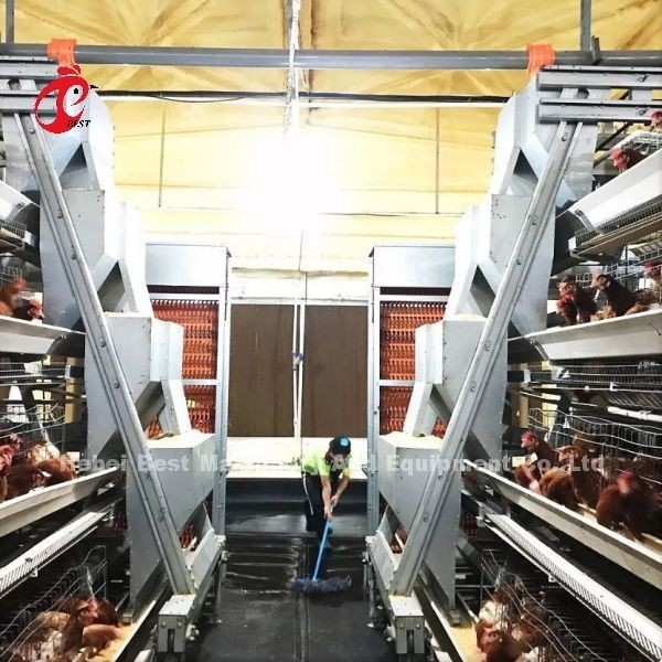 Büyük Çiftlik Adela İçin Tam Otomatik A Tipi Katmanlı Tavuk Pil Kafesi