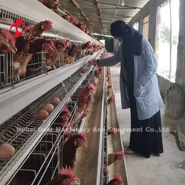 144 Kuş Kapasitesi H Tipi Tipi Ticari Tavuk Mia için Katmanlı Kafes
