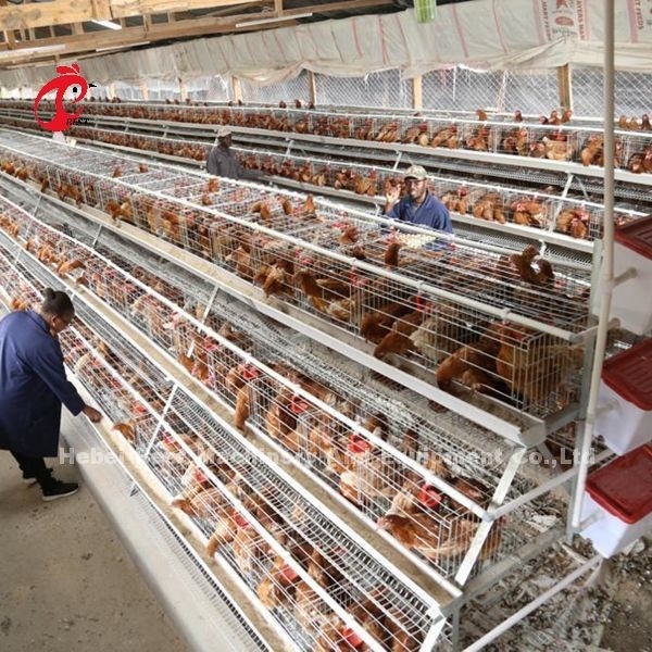 ISO Pil Tipi Yetiştirme Kafesi, Kümes Hayvanları Çiftliği İris için 3 katmanlı tavuk kafesi